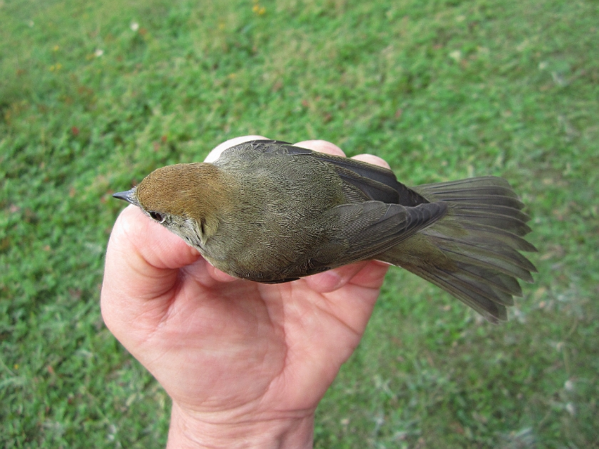 Blackcap, Sundre 20120828